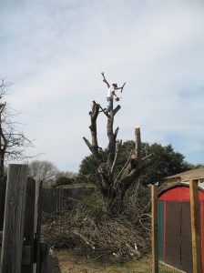 Tree Services & Tree Removal