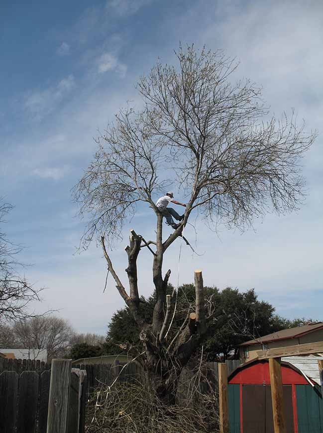 Princeton Tree Trimming & Tree Removal