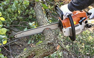 Tree-Trimming-Service