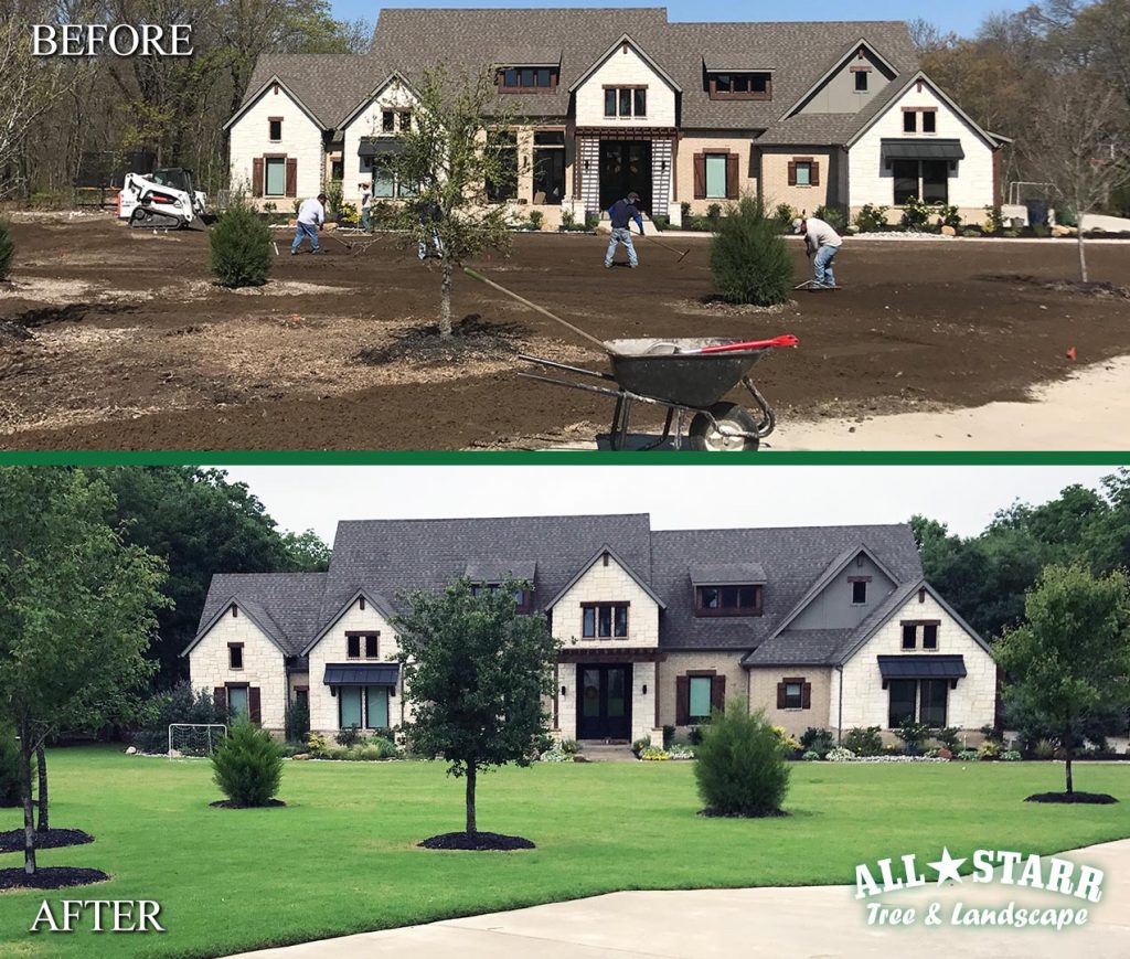 Sod Installation All Starr Tree & Landscape