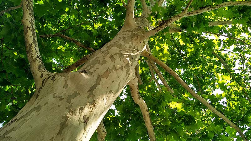 5 Fast Growing Shade Trees