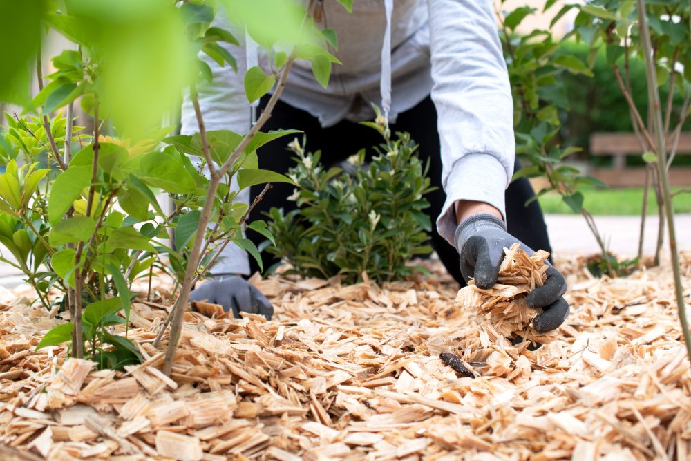 Mulching - The Ultimate Prep for Tree Health and Summer Heat